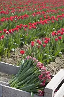 Images Dated 5th April 2007: WA, Skagit Valley, Tulips cut and ready for market