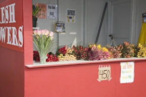 Images Dated 5th April 2007: WA, Skagit Valley, Tulips for sale