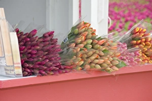 Images Dated 5th April 2007: WA, Skagit Valley, Tulips for sale