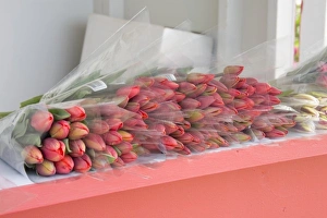 Images Dated 5th April 2007: WA, Skagit Valley, Tulips for sale