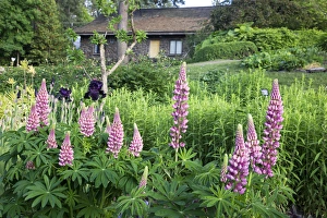 WA, Spokane, Manito Park, Ferris Perennial Garden