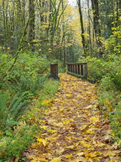 Images Dated 4th August 2020: WA, Tiger Mountain, Leaf covered trail