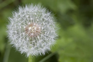 Images Dated 15th June 2011: WA, Tiger Mountain State Forest, Dandelion, Seed Head (Taraxacum officinale)