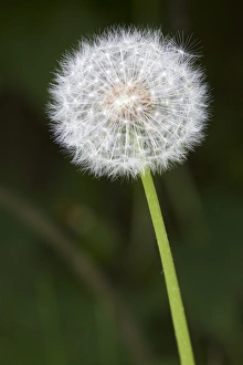 Weed Prints: WA, Tiger Mountain State Forest, Dandelion, Seed Head (Taraxacum officinale)