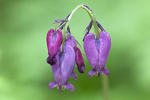 Public Lands Prints: WA, Tiger Mountain State Forest, Western Bleeding Hearts (Dicentra formosa)