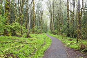 Images Dated 8th May 2011: WA, Tiger Mountain State Forest, Forest Trail