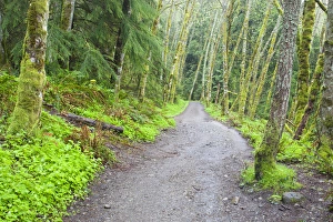Images Dated 8th May 2011: WA, Tiger Mountain State Forest, Forest Trail