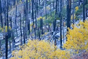 Images Dated 23rd October 2007: WA, Wenatchee National Forest, colorful autumn foliage, in burned pine forest