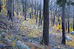 Images Dated 23rd October 2007: WA, Wenatchee National Forest, colorful autumn foliage, in burned pine forest