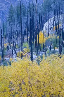 Images Dated 23rd October 2007: WA, Wenatchee National Forest, colorful autumn foliage, in burned pine forest