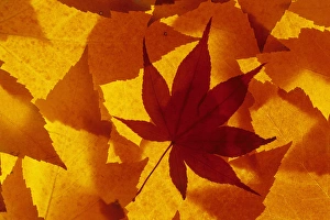 Images Dated 4th December 2009: WA, Wenatchee National Forest, Maple leaf pattern