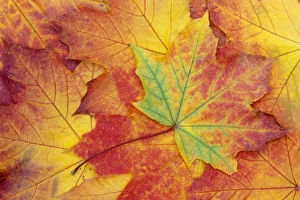 Large Group Of Objects Prints: WA, Wenatchee National Forest, Maple leaf pattern