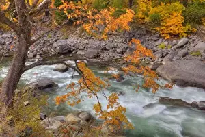 Images Dated 23rd October 2010: WA, Wenatchee National Forest, Maple tree and Wenatchee River, in Tumwater Canyon