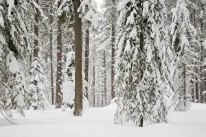 Images Dated 4th January 2008: WA, Wenatchee National Forest, Ponderosa Pine forest