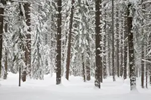 Ponderosa Prints: WA, Wenatchee National Forest, Ponderosa Pine forest