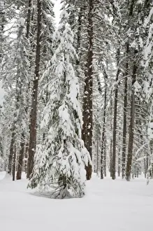 Images Dated 4th January 2008: WA, Wenatchee National Forest, Ponderosa Pine forest