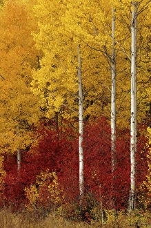 Aspen Tree Prints: WA, Wenatchee NF, aspen trees in autumn