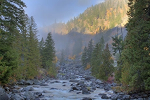 Images Dated 5th June 2008: WA, Wenatchee NF, near Leavenworth, Autumn color along Icicle Creek