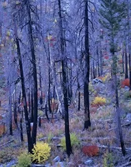 WA, Wenatchee NF, Tumwater Canyon, fire blackened pines and fall color