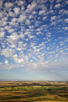 Harvest Prints: WA, Whitman County, Palouse Farmland, view from Steptoe Butte
