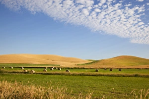 WA, Whitman County, Palouse Farmland
