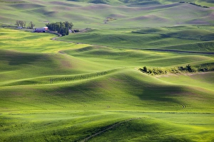Images Dated 15th June 2011: WA, Whitman County; view of farmland from Steptoe Butte