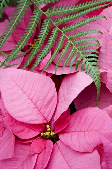 Woodinville Prints: WA, Woodinville, Molbaks Nursery, Poinsettia Festival