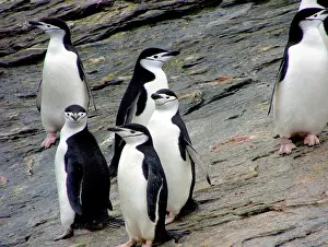 Sea Bird Prints: A waddle (group) of Chinstrap Penguins (Pygoscelis antarctica) at Gibbs Island (South