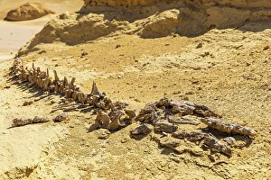 Landform Prints: Wadi al Hitan, Faiyum, Egypt. Whale fossil along the interpretive trail at Wadi el-Hitan paleontological site