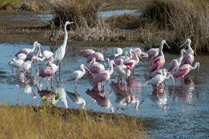 Wading Prints: Wading birds in marsh, Merritt Island National Wildlife Refuge, Florida
