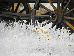 Balsamroot Prints: Wagon wheels with Spring wildflowers