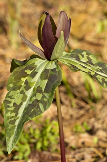 Jackson County Prints: Wake Robin Trillium, Trillum maculatum, Florida Caverns State Park, Marianna, FL