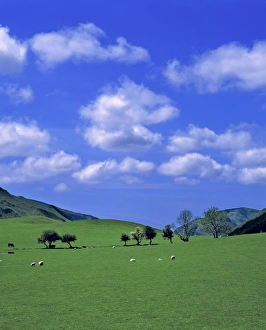 Farm Animal Prints: Wales, Gwynedd County, Dovey Valley. A flock of sheep dot the pastures of the Dovey