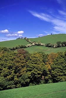 Fence Line Prints: Wales, Gwynedd County, Ty-nant Valley. Large trees offer shelter to sheep and other
