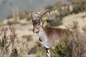 Images Dated 4th October 2010: Walia Ibex (Capra walie), Semien Mountains National Park, Ethiopia