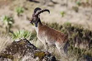 Walia Ibex (Capra walie), Semien Mountains National Park, Ethiopia