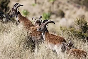 Images Dated 4th October 2010: Walia Ibex (Capra walie), Semien Mountains National Park, Ethiopia