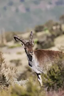 Images Dated 4th October 2010: Walia Ibex (Capra walie), Semien Mountains National Park, Ethiopia