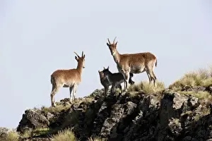 Walia Ibex (Capra walie), Semien Mountains National Park, Ethiopia