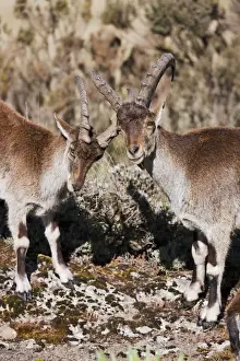 Images Dated 4th October 2010: Walia Ibex (Capra walie), Semien Mountains National Park, Ethiopia