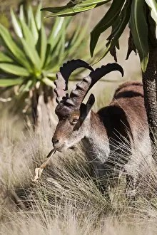 Images Dated 4th October 2010: Walia Ibex (Capra walie), Semien Mountains National Park, Ethiopia