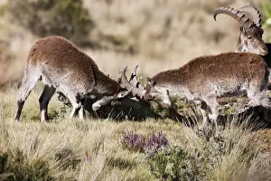 Images Dated 4th October 2010: Walia Ibex (Capra walie), Semien Mountains National Park, Ethiopia