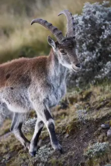 Images Dated 5th October 2010: Walia Ibex (Capra walie), Semien Mountains National Park, Ethiopia