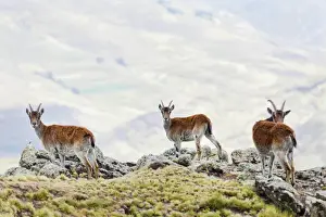 Images Dated 9th October 2010: Walia Ibex (Capra walie), Semien Mountains National Park, Ethiopia