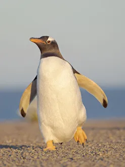 Malvinas Prints: Walking to the colony. Gentoo penguin in the Falkland Islands in January