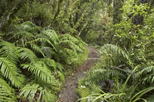 Egmont Np Prints: Walking Track to Dawson Falls, Mt Taranaki, Egmont National Park, Taranaki, North Island