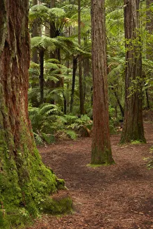 Walking track through The Redwoods (Whakarewarewa Forest), Rotorua, North Island