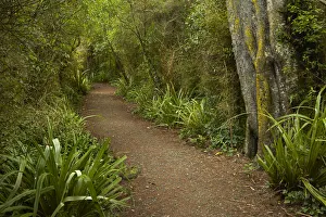 South Is Prints: Walking track through remnant forest in Thompsons Bush
