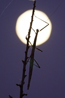 South Texas Prints: walkingstick and full moon in south Texas, USA