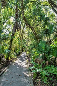 Walkway Prints: Walkway through Enchanted Forest Nature Sanctuary, Titusville, Florida